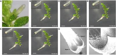 Root Branching Is Not Induced by Auxins in Selaginella moellendorffii